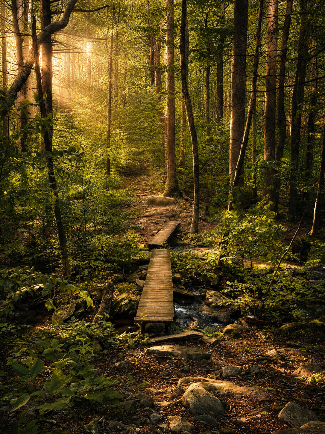 Sunlit trail through a green forest