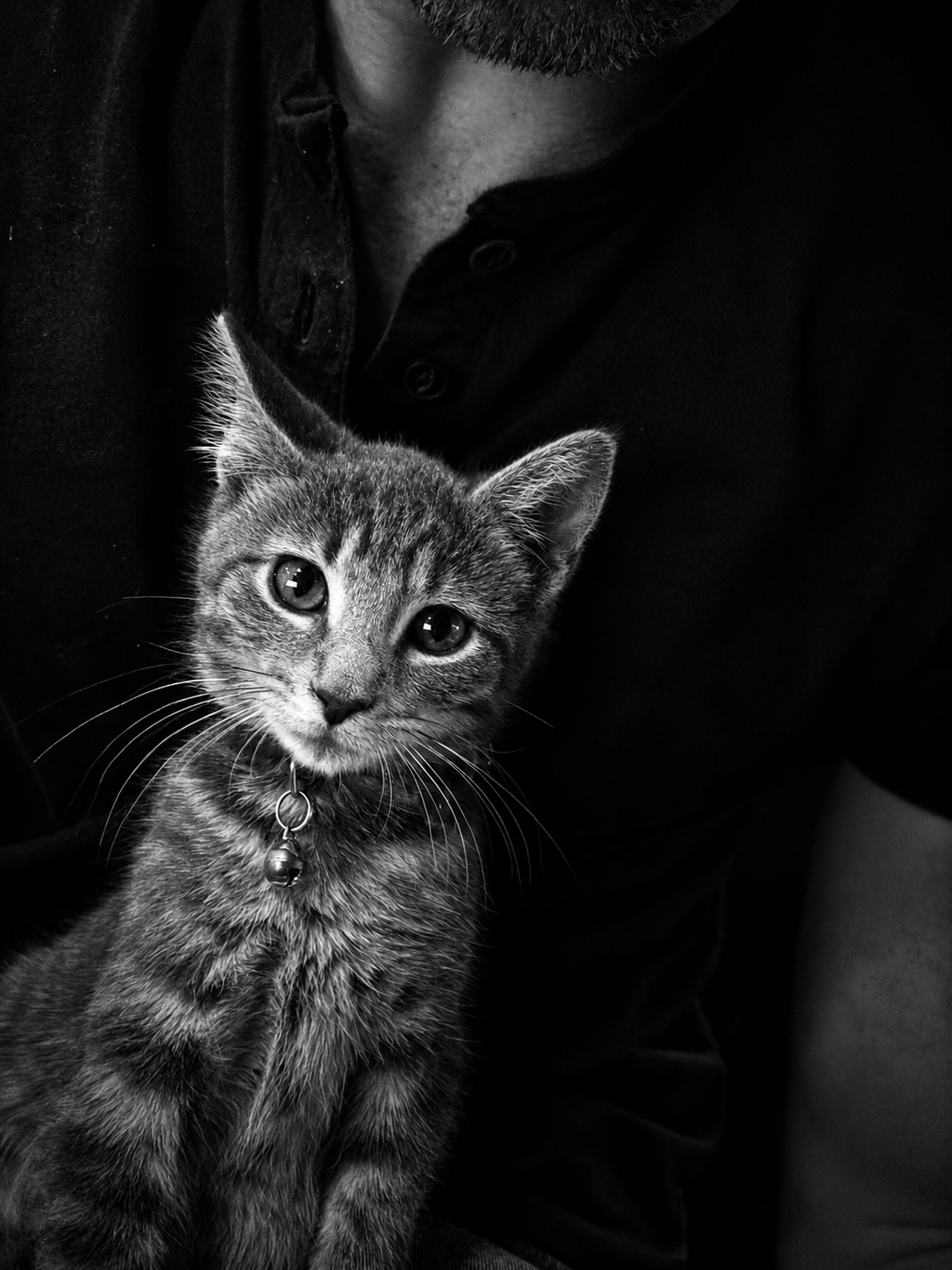 Black and white portrait of a kitten